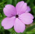 لیخنس چسبناک